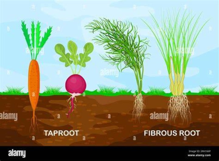 Does potato have fibrous root?