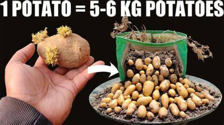 How many potatoes do you get from 1 tuber?