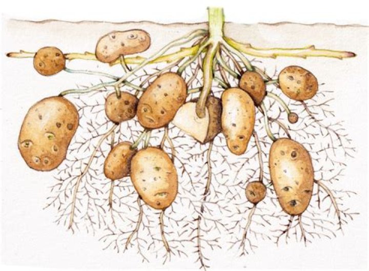 Is potato a stem root or leaf?