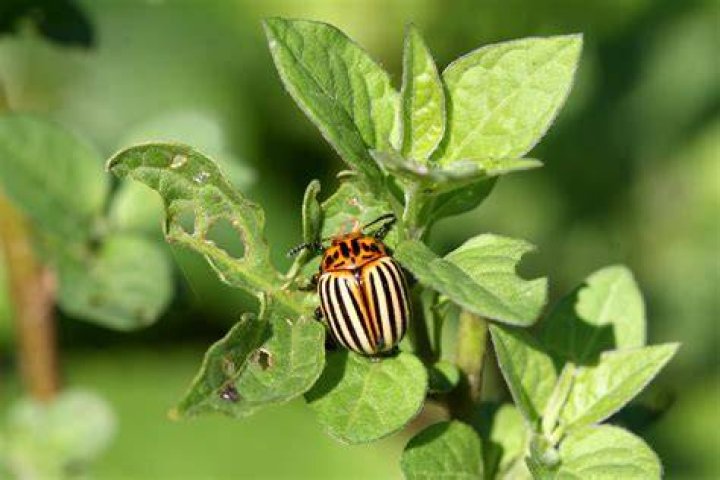 What keeps away potato bugs?