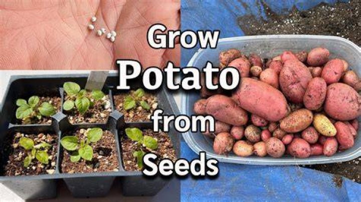 Where did a potato come from?