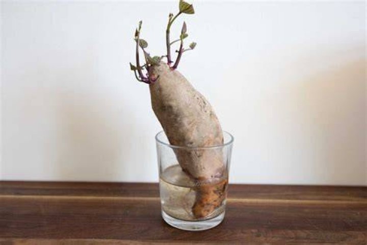 Why do you get potato bugs?