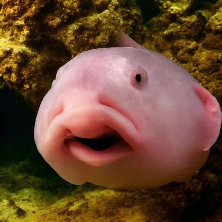 Why is my fish pie runny?
